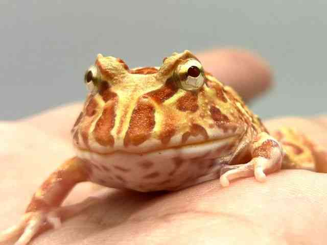 クランウェルツノガエル