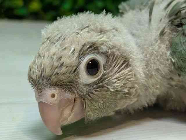 
                    ホオミドリアカオウロコインコ