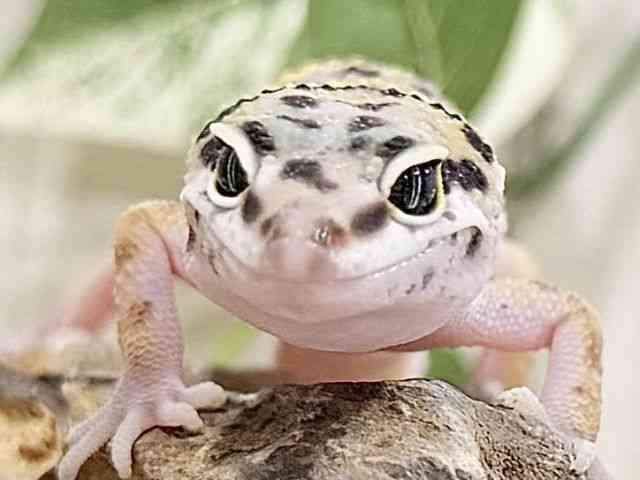 ヒョウモントカゲモドキ