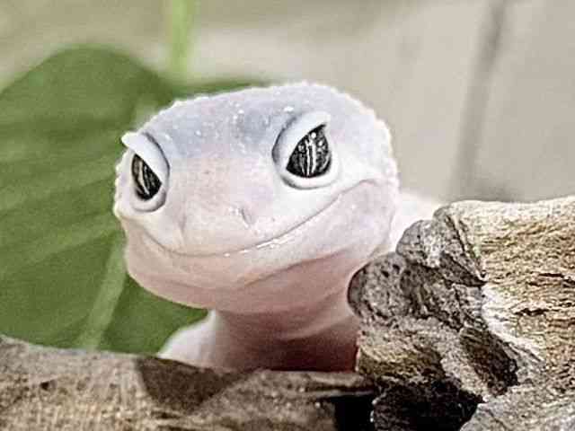 ヒョウモントカゲモドキ