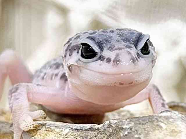 ヒョウモントカゲモドキ