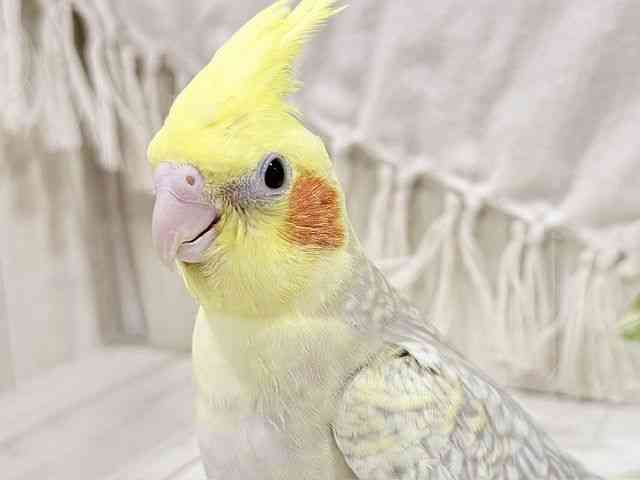 
                    オカメインコ