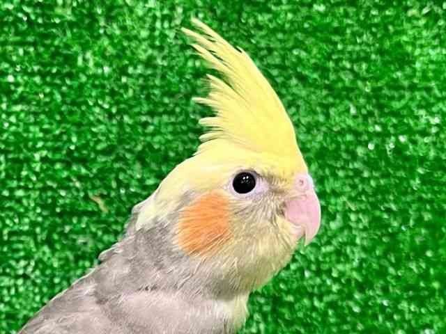
                    オカメインコ