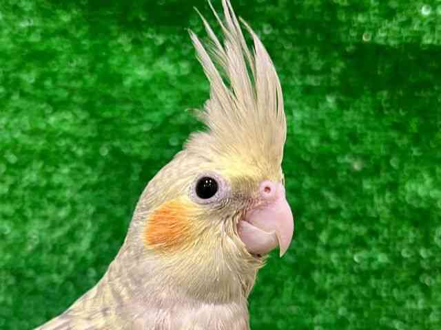 
                    オカメインコ