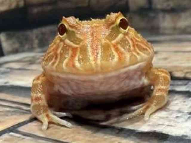 クランウェルツノガエル