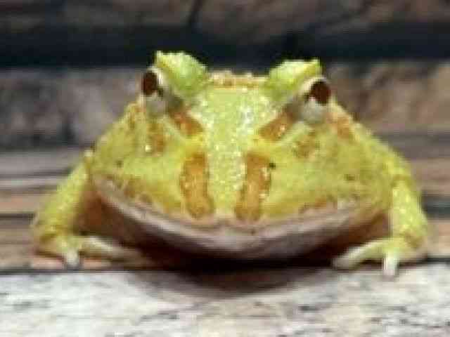 クランウェルツノガエル