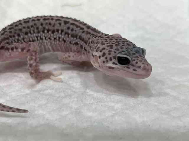 ヒョウモントカゲモドキ
