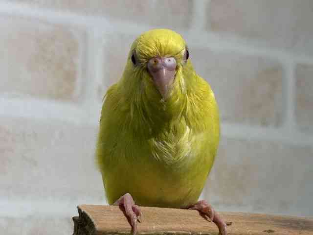 
                    セキセイインコ