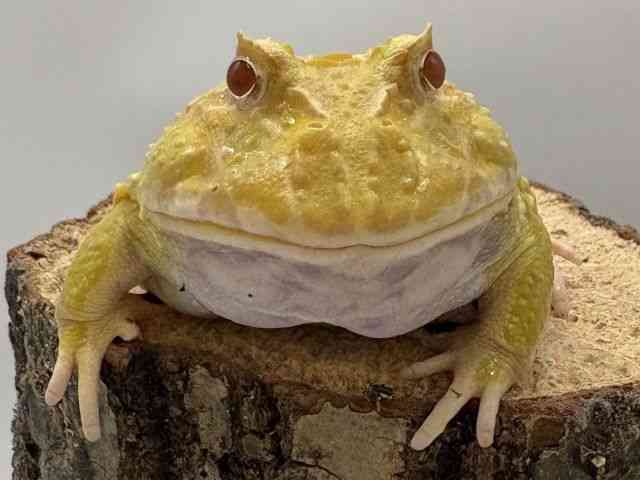 クランウェルツノガエル