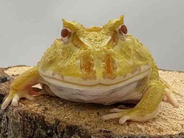 クランウェルツノガエル