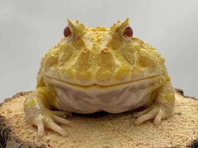 クランウェルツノガエル
