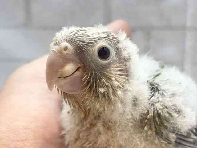 
                    ホオミドリアカオウロコインコ