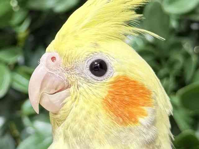 
                    オカメインコ