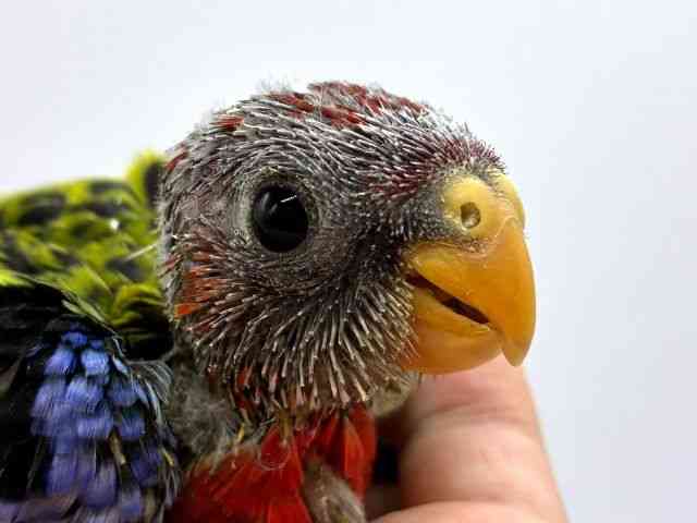 
                    ナナクサインコ