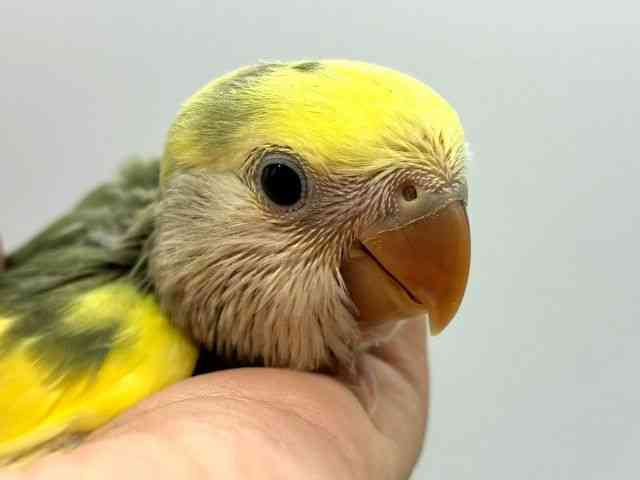 
                    コザクラインコ