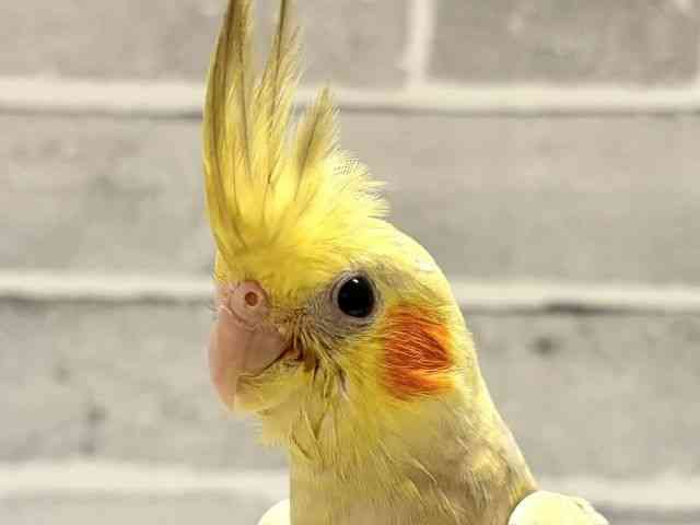 
                    オカメインコ