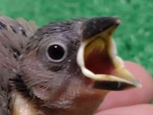
                    ブンチョウ