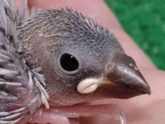 
                    ブンチョウ