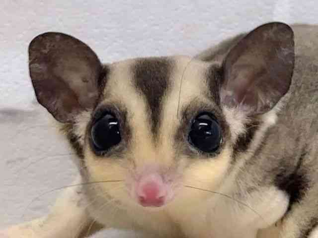 
                    フクロモモンガ