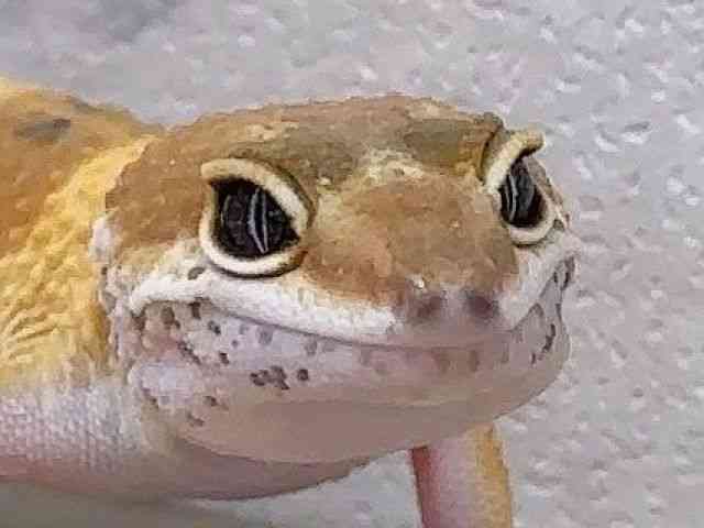 ヒョウモントカゲモドキ