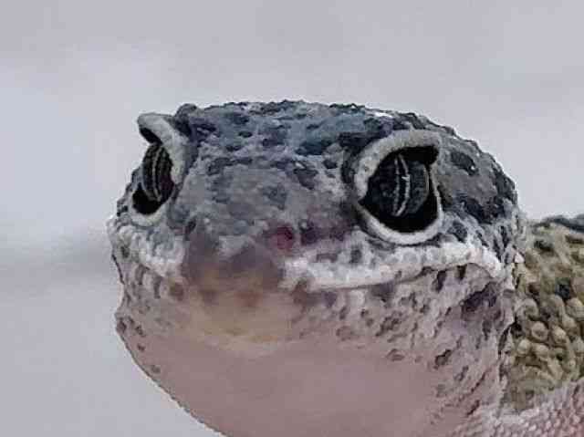 ヒョウモントカゲモドキ