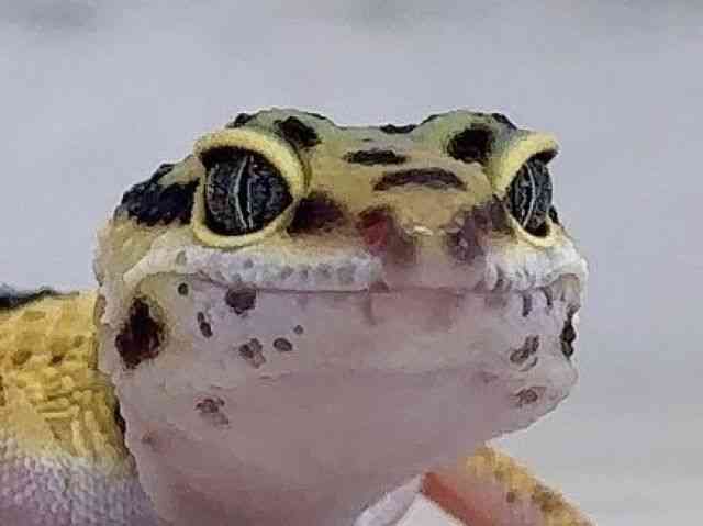 ヒョウモントカゲモドキ