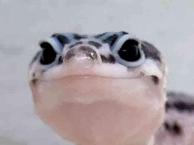 ヒョウモントカゲモドキ