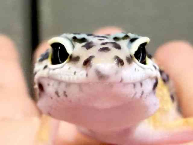 ヒョウモントカゲモドキ