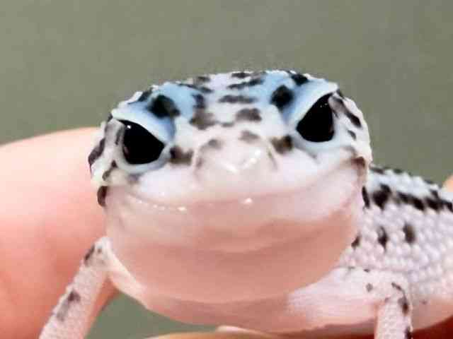 ヒョウモントカゲモドキ
