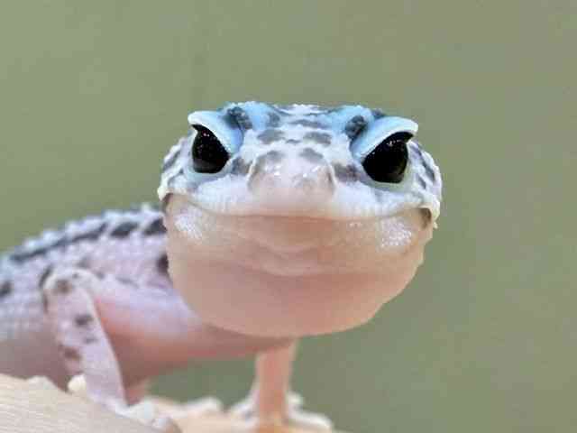 ヒョウモントカゲモドキ
