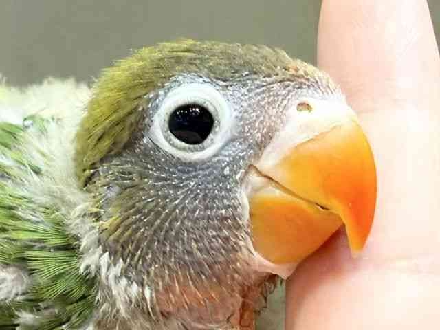 
                    ボタンインコ