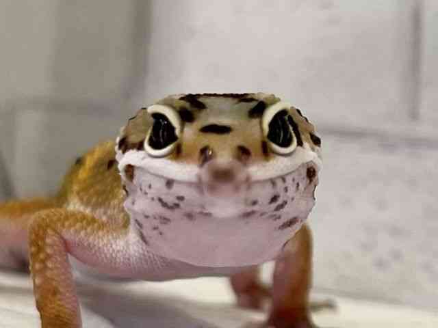 ヒョウモントカゲモドキ