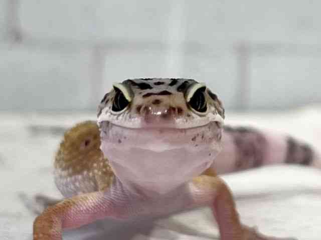 ヒョウモントカゲモドキ