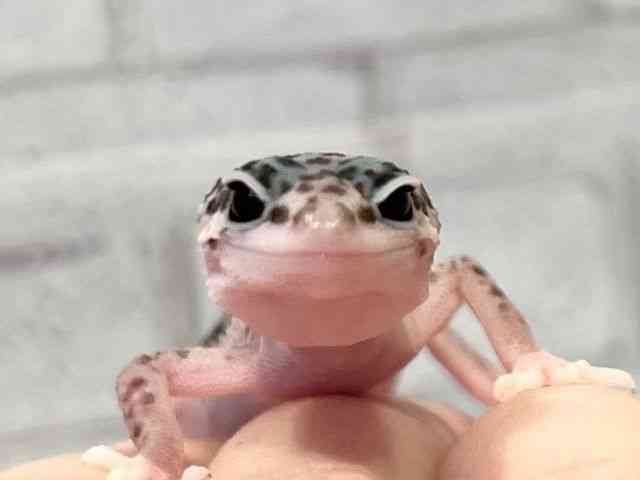 ヒョウモントカゲモドキ