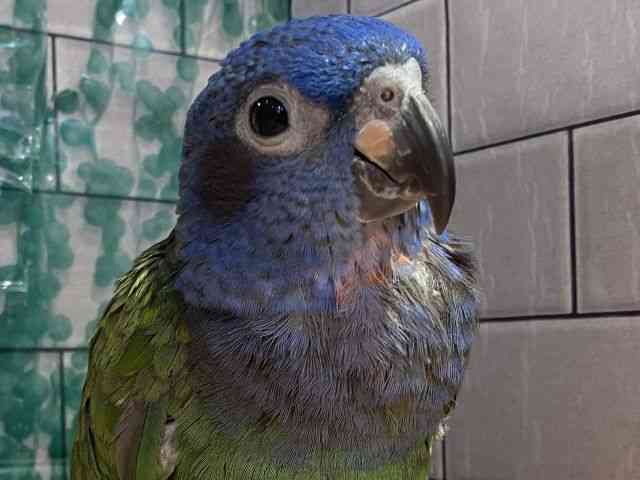 
                    アケボノインコ