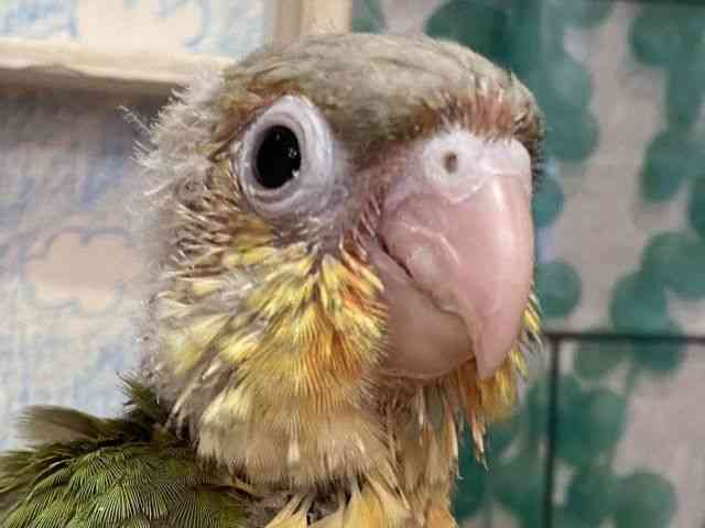 
                    ホオミドリアカオウロコインコ