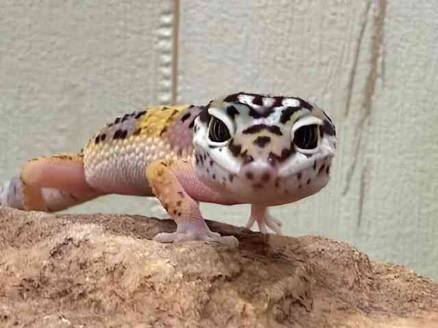 ヒョウモントカゲモドキ
