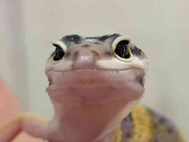 ヒョウモントカゲモドキ