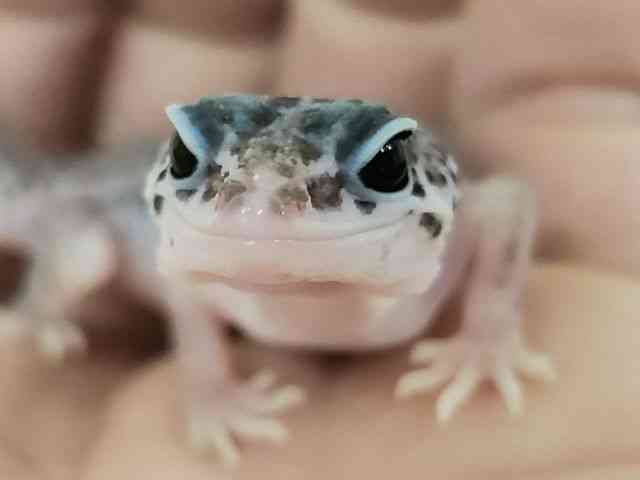 ヒョウモントカゲモドキ