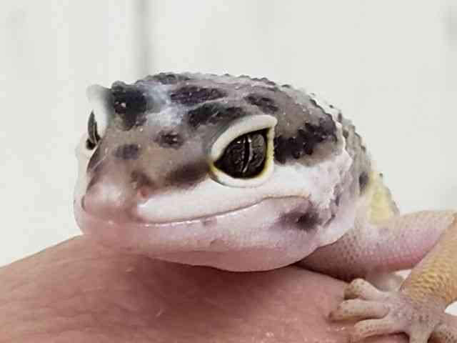 ヒョウモントカゲモドキ