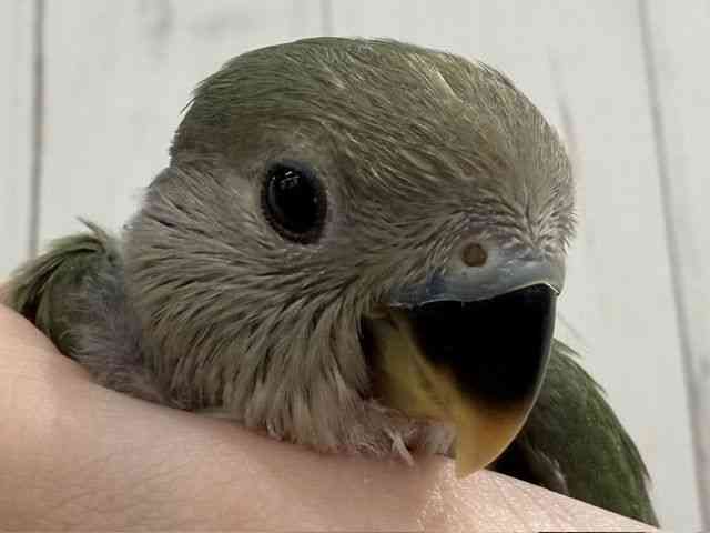 
                    コザクラインコ