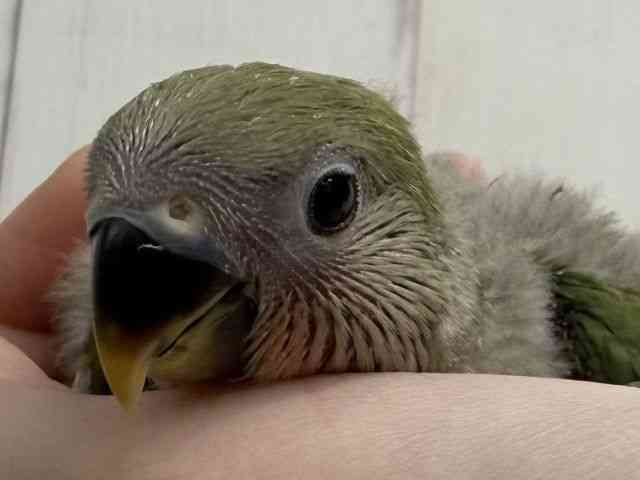 
                    コザクラインコ