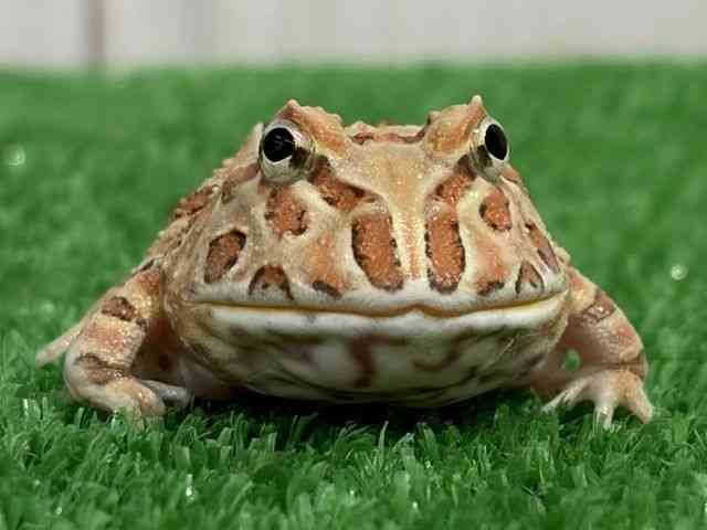 クランウェルツノガエル