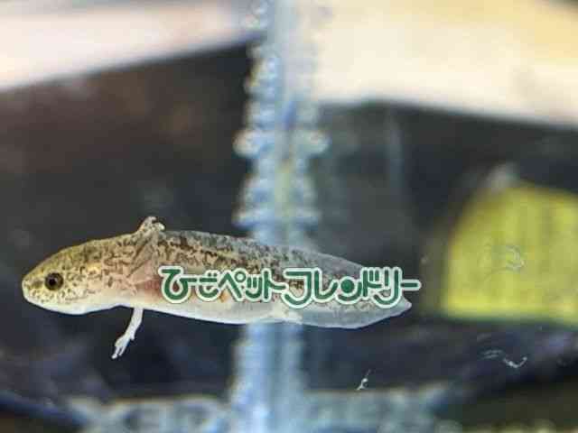 マーブル