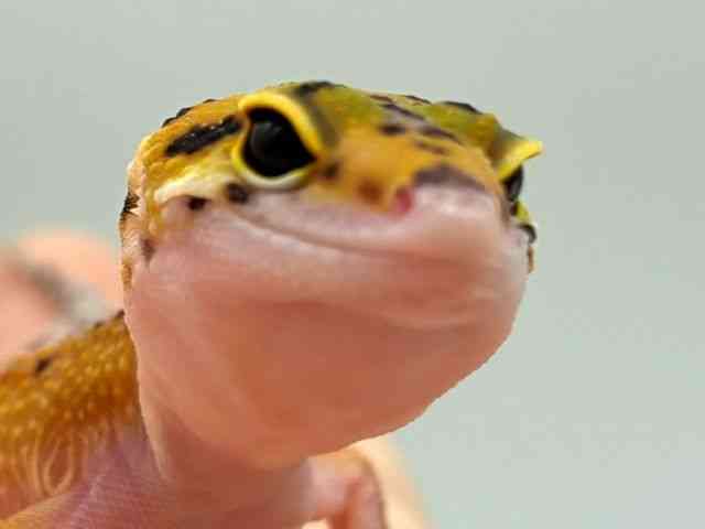 ヒョウモントカゲモドキ