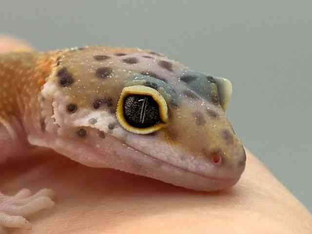 ヒョウモントカゲモドキ