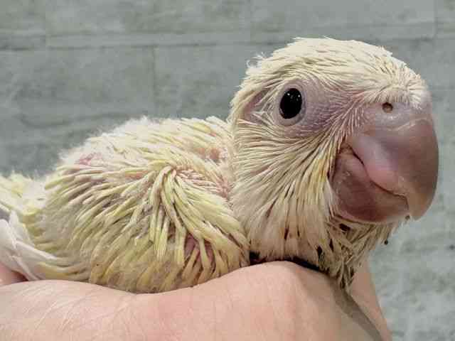 
                    オキナインコ