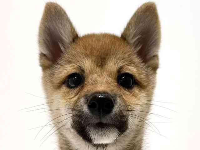 大阪府の柴犬(標準サイズ) (ひごペットフレンドリーイオン高槻店/2026年4月28日生まれ/女の子/赤)の子犬の1枚目の画像