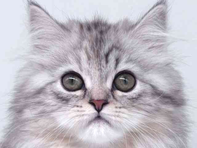 pet image