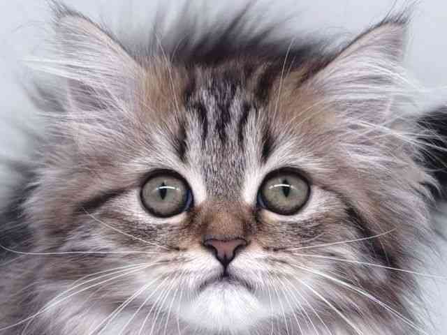pet image